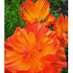 Семена Эшшольция Абрикосовый шифон Семена Эшшольция Абрикосовый шифон