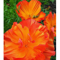 Семена Эшшольция Абрикосовый шифон