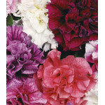 Семена Петуния F1 Дабл каскад смесь Семена Петуния F1 Дабл каскад смесь