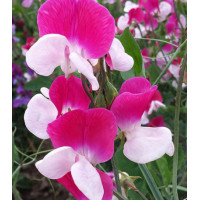 Семена Горошек душистый Принцесса