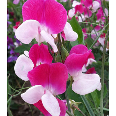 Семена Горошек душистый Принцесса