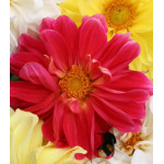 Семена Георгина Русский Размер Семена Георгина Русский Размер