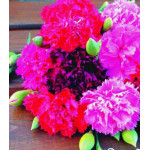 Семена Гвоздика Шабо Красная Москва Семена Гвоздика Шабо Красная Москва