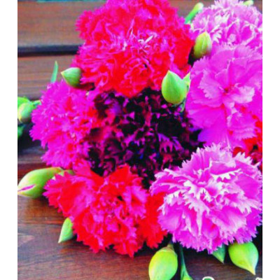 Семена Гвоздика Шабо Красная Москва