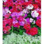 Семена Пеларгония F1 Мультиблум Семена Пеларгония F1 Мультиблум