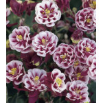 Семена Аквилегия Винки махровая Семена Аквилегия Винки махровая