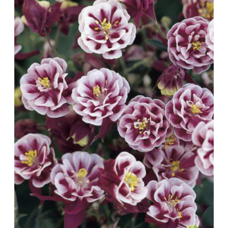 Семена Аквилегия Винки махровая Семена Аквилегия Винки махровая