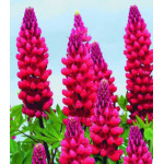 Семена Люпин Мой замок Семена Люпин Мой замок