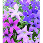 Семена Петуния F1 Новые звезды Семена Петуния F1 Новые звезды