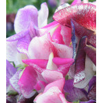 Семена Горошек Душистый Фантазия Семена Горошек Душистый Фантазия