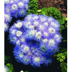 Семена Агератум Снег и небо Семена Агератум Снег и небо