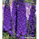 Семена Дельфиниум F1 Ройял Аспирэйшен Семена Дельфиниум F1 Ройял Аспирэйшен