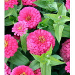 Семена Цинния F1 Компакт пинк Семена Цинния F1 Компакт пинк