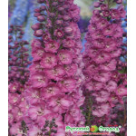 Семена Дельфиниум F1 Свитхеартс Семена Дельфиниум F1 Свитхеартс