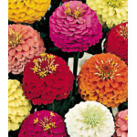 Семена Цинния Фантазия Семена Цинния Фантазия