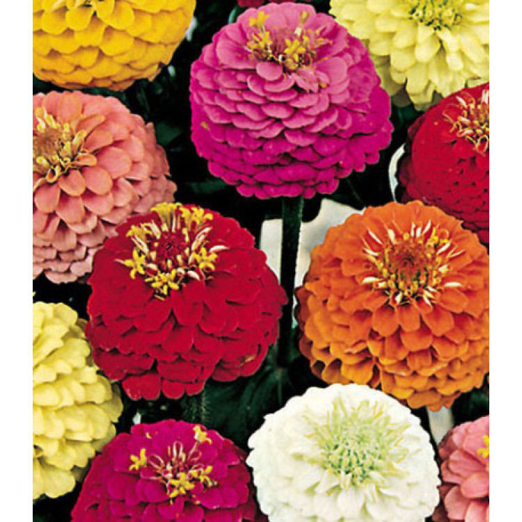 Семена Цинния Фантазия Семена Цинния Фантазия