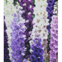 Семена Дельфиниум Цветные фонтаны