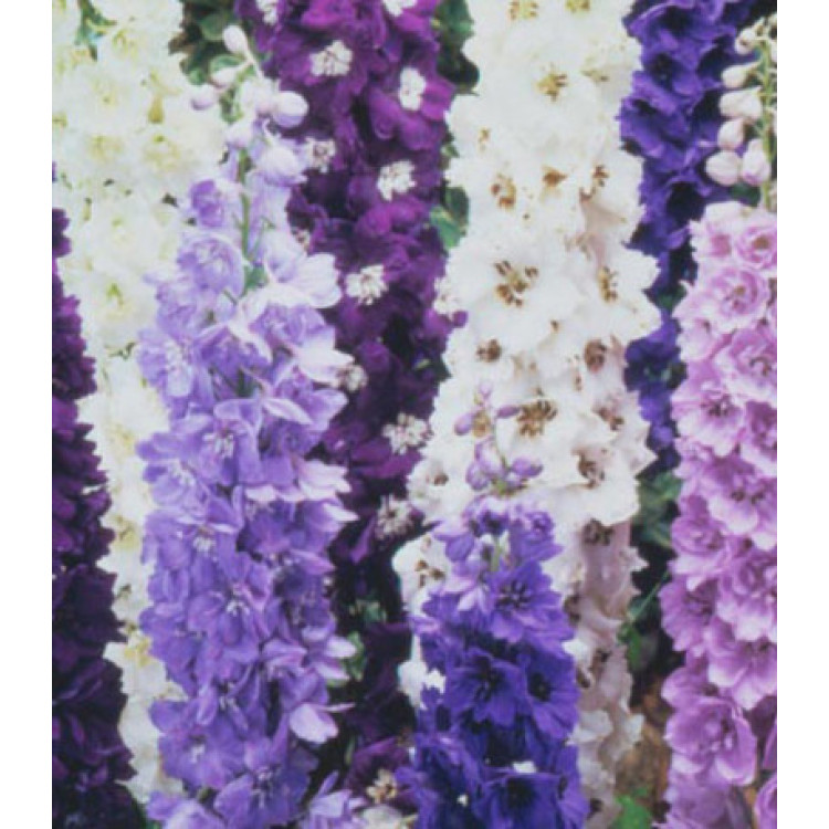 Семена Дельфиниум Цветные фонтаны Семена Дельфиниум Цветные фонтаны