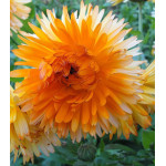 Семена Календула Танжеринг Апельсин Семена Календула Танжеринг Апельсин