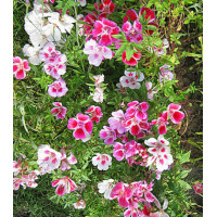 Семена Годеция Монарх