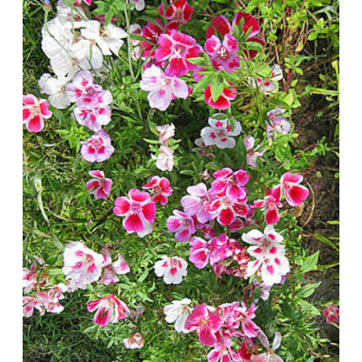 Семена Годеция Монарх