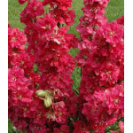 Семена Дельфиниум Русский Размер Семена Дельфиниум Русский Размер