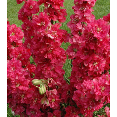 Семена Дельфиниум Русский Размер