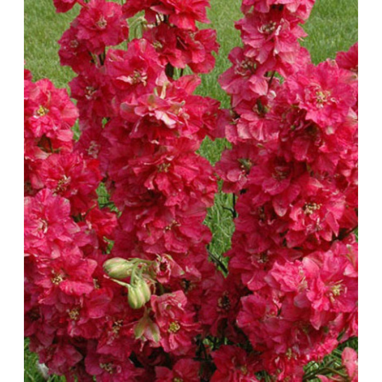 Семена Дельфиниум Русский Размер Семена Дельфиниум Русский Размер