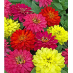 Семена Цинния F1 Ренессанс Семена Цинния F1 Ренессанс