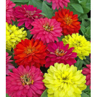 Семена Цинния F1 Ренессанс