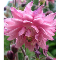 Семена Аквилегия Барлоу розовая