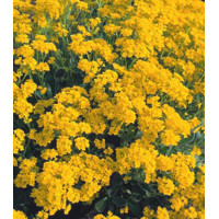 Семена Алиссум Золотая волна