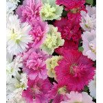 Семена Мальва Летний карнавал Семена Мальва Летний карнавал