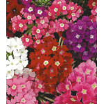 Семена Вербена Идеал Семена Вербена Идеал