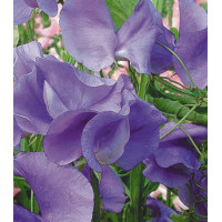 Семена Горошек душистый Лазурный берег