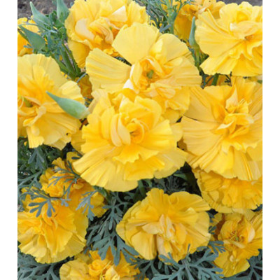 Семена Эшшольция Русский Размер золотая