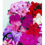 Семена Бальзамин F1 Канди смесь Семена Бальзамин F1 Канди смесь