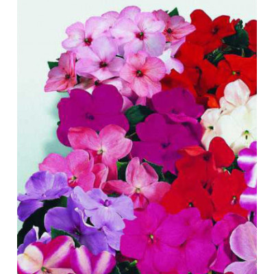 Семена Бальзамин F1 Канди смесь