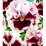 Семена Виола F1 Кан Кан белая Семена Виола F1 Кан Кан белая