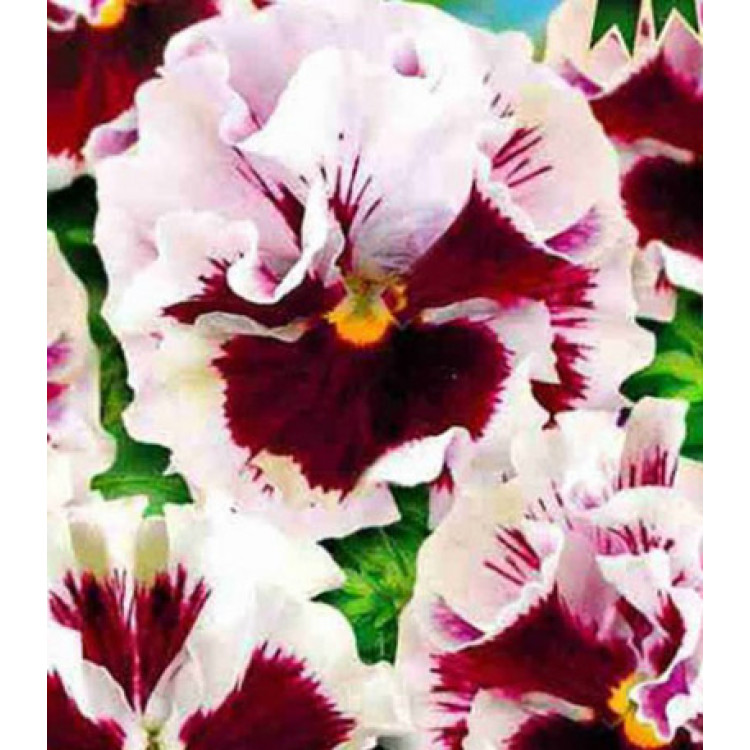 Семена Виола F1 Кан Кан белая Семена Виола F1 Кан Кан белая