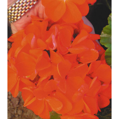 Семена Пеларгония F1 Русский Размер