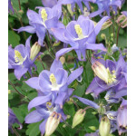 Семена Аквилегия Винки Эрли Скай Блю Семена Аквилегия Винки Эрли Скай Блю