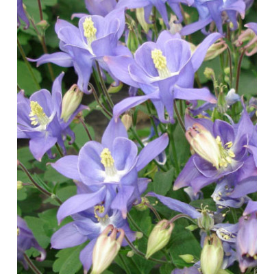 Семена Аквилегия Винки Эрли Скай Блю