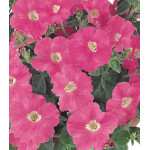 Семена Партитуния F1 Дип роуз Семена Партитуния F1 Дип роуз