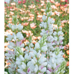 Семена Люпин Айс Фреш Семена Люпин Айс Фреш