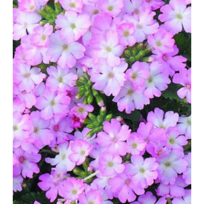 Семена Вербена F1 Тускани Роуз Пикоти