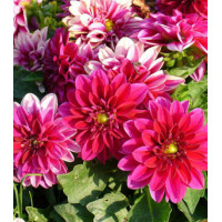 Семена Георгина F1 Хелло Пинк Шейдс