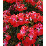 Семена Герань F1 Нано Скарлет биколор Семена Герань F1 Нано Скарлет биколор