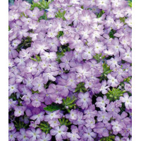 Семена Вербена F1 Тускани Лавандер пикоти
