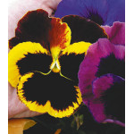 Семена Виола F2 Русский Размер Семена Виола F2 Русский Размер